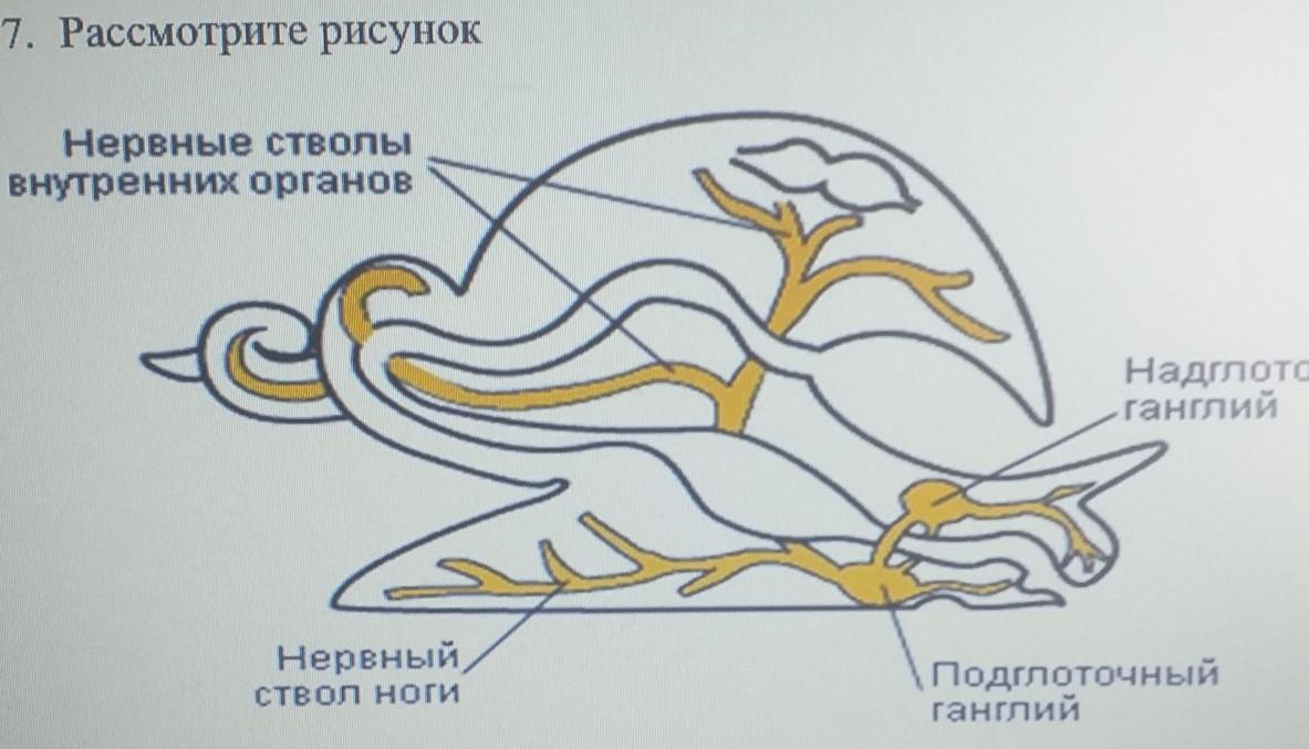 Вспомните материал курса зоология определите типы нервных систем изображенных на рисунке