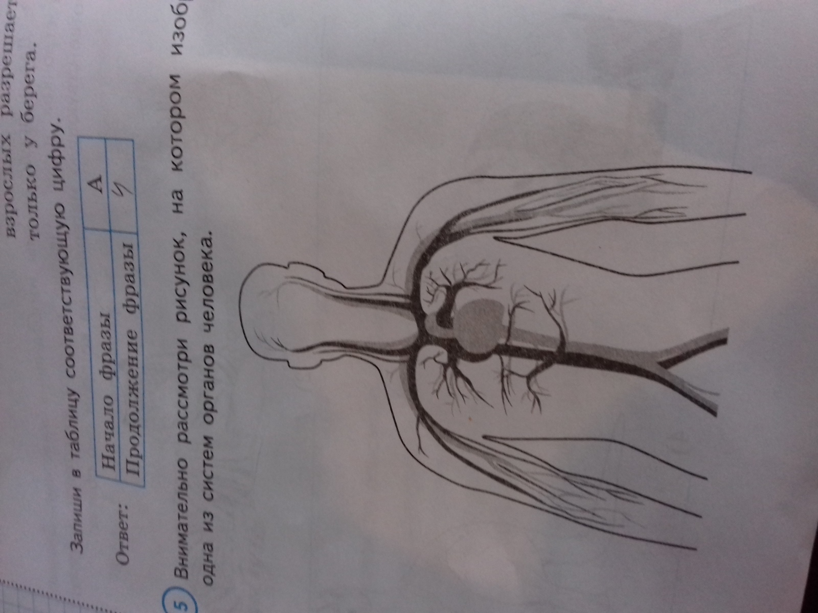 Укажи в строке ответа. Рассмотри внимательно рисунок на котором. Рисунок на котором изображена 1 из систем органов человека. Одна из систем органов человека ВПР 4 класс. Рассмотри рисунок на котором изображено один из органов.