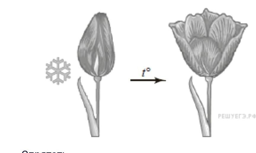 Https bio8 vpr sdamgia ru test. Тюльпаны в раскрытом состоянии. Открытый и закрытый бутон цветка. Деформированный бутон у тюльпана. Опыт с тюльпаном.