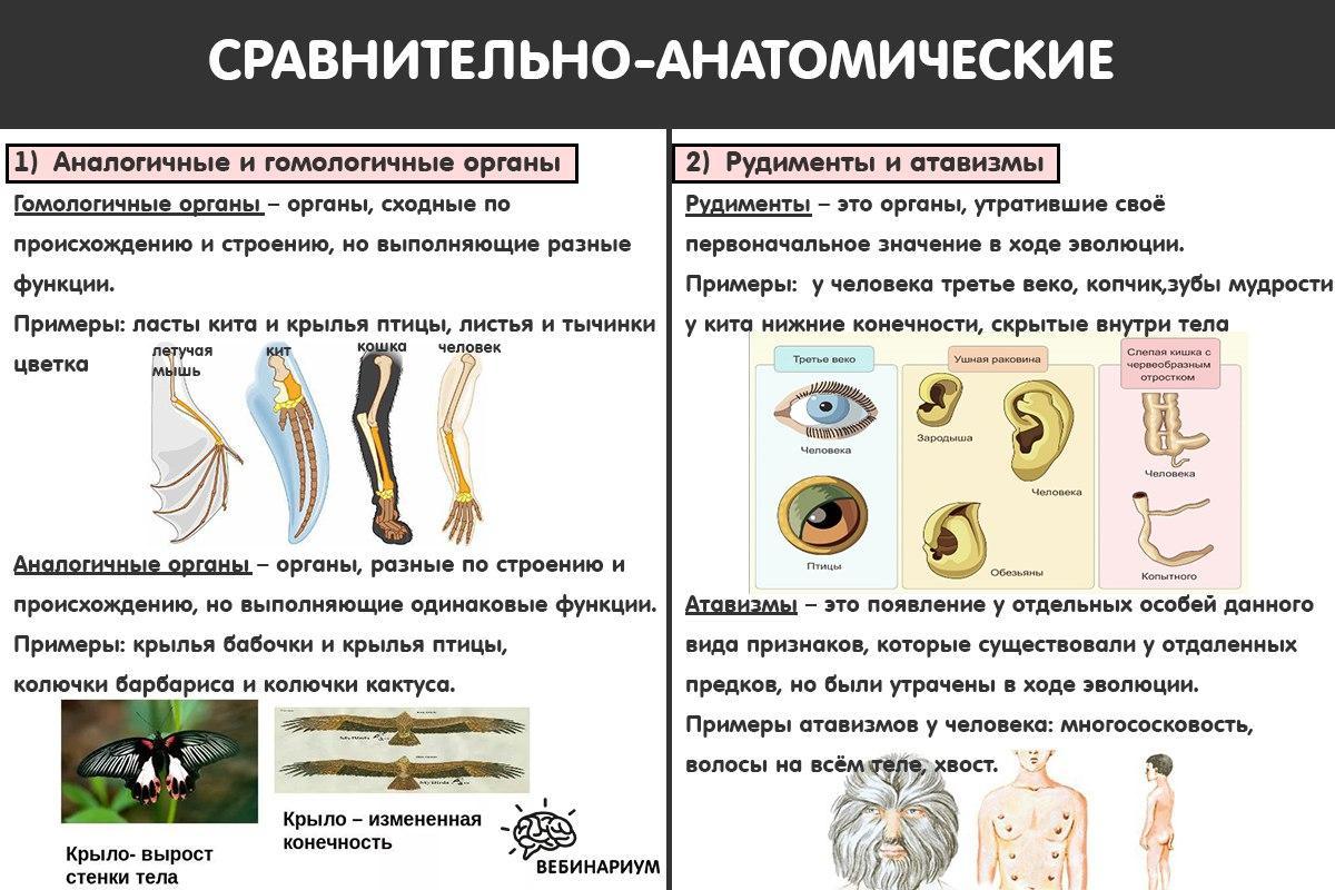 Доказательства эволюции картинки