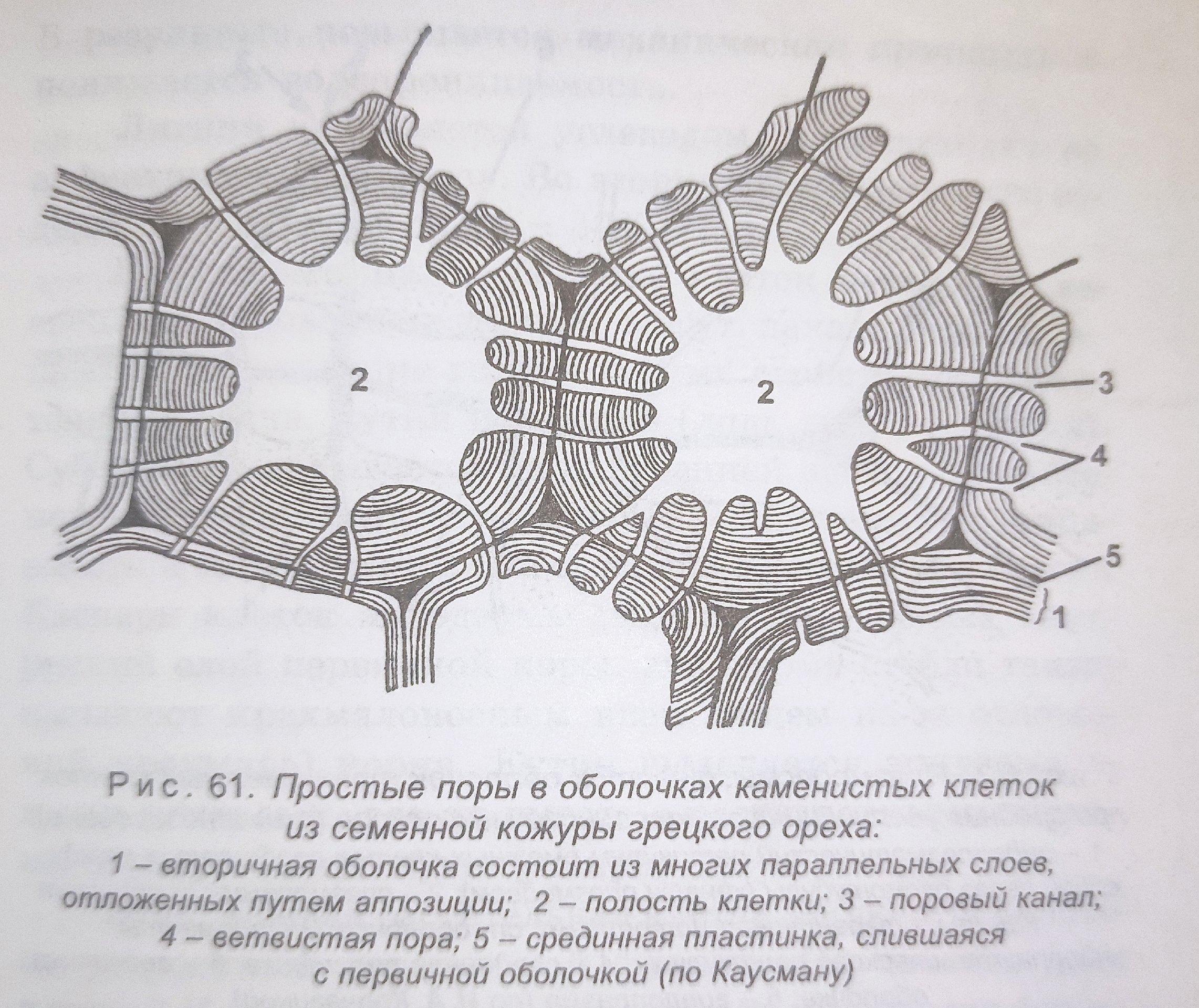 Плотная оболочка клетки