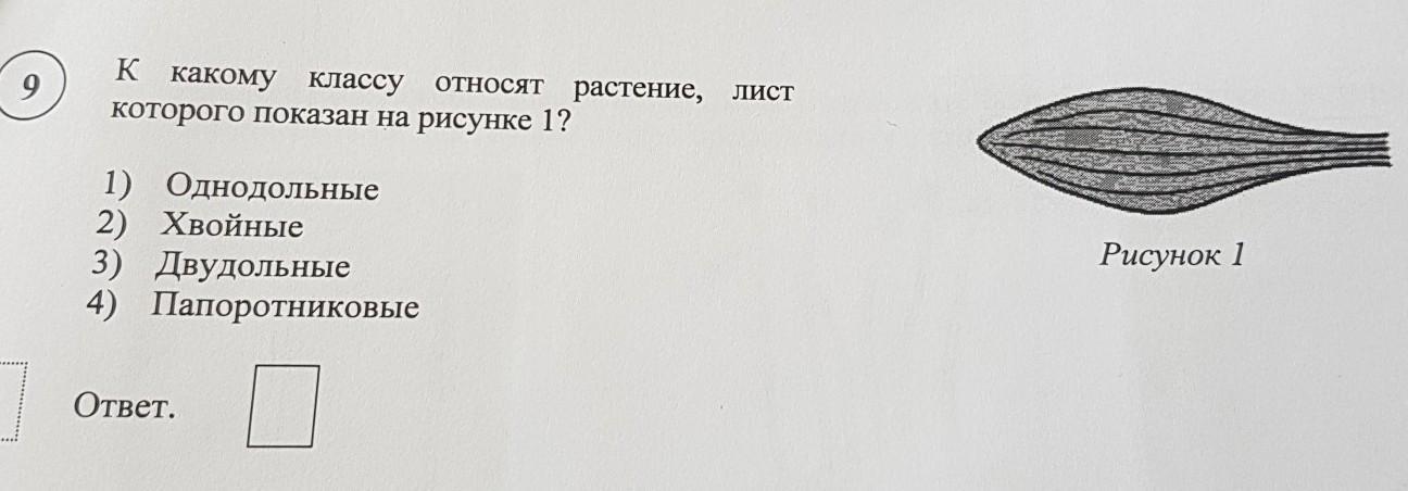 К какому классу относят растение ткань которого показана на рисунке 1 двудольные хвойные папоротники