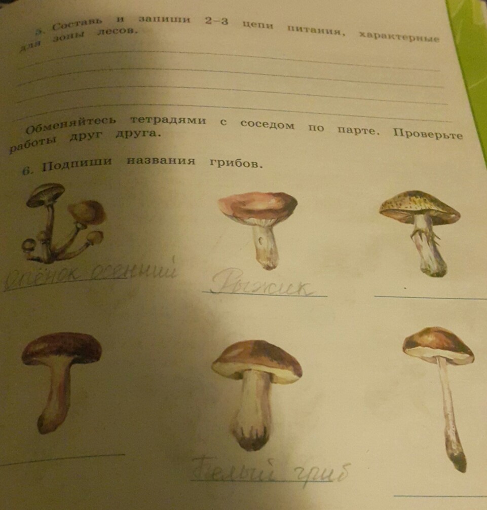 Заполни таблицу названия грибов двойников помогите пожалуйста сделать номер 5 и 6