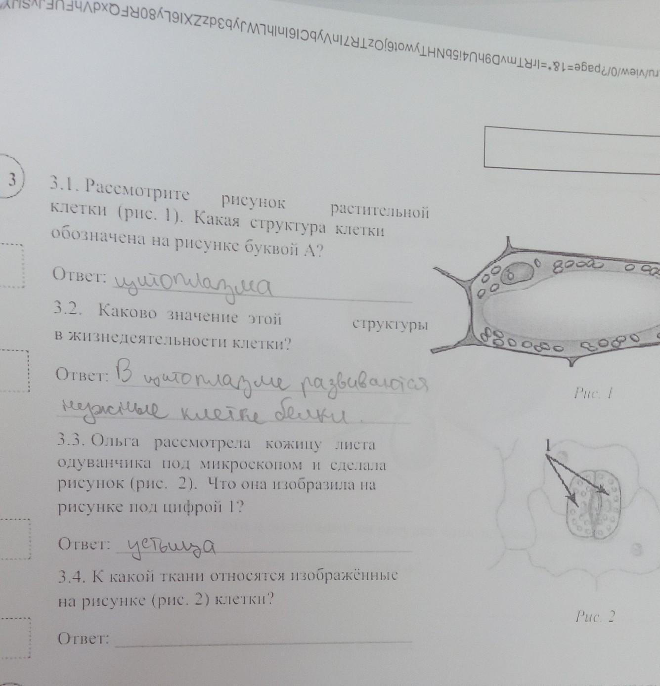 К какой ткани относятся изображенные на рисунке рис 2 клетки