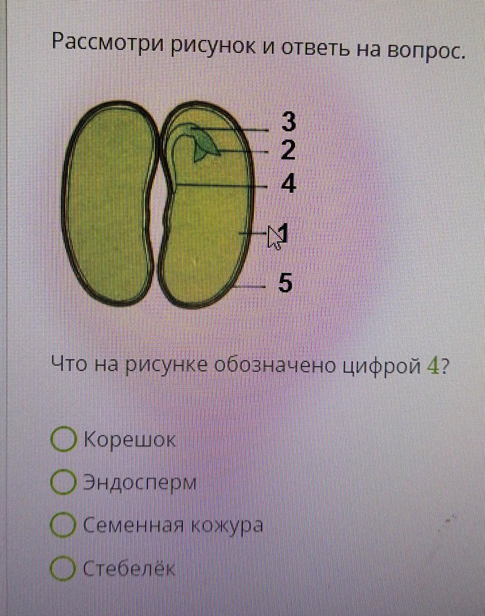 Цифра 4 на рисунке обозначена