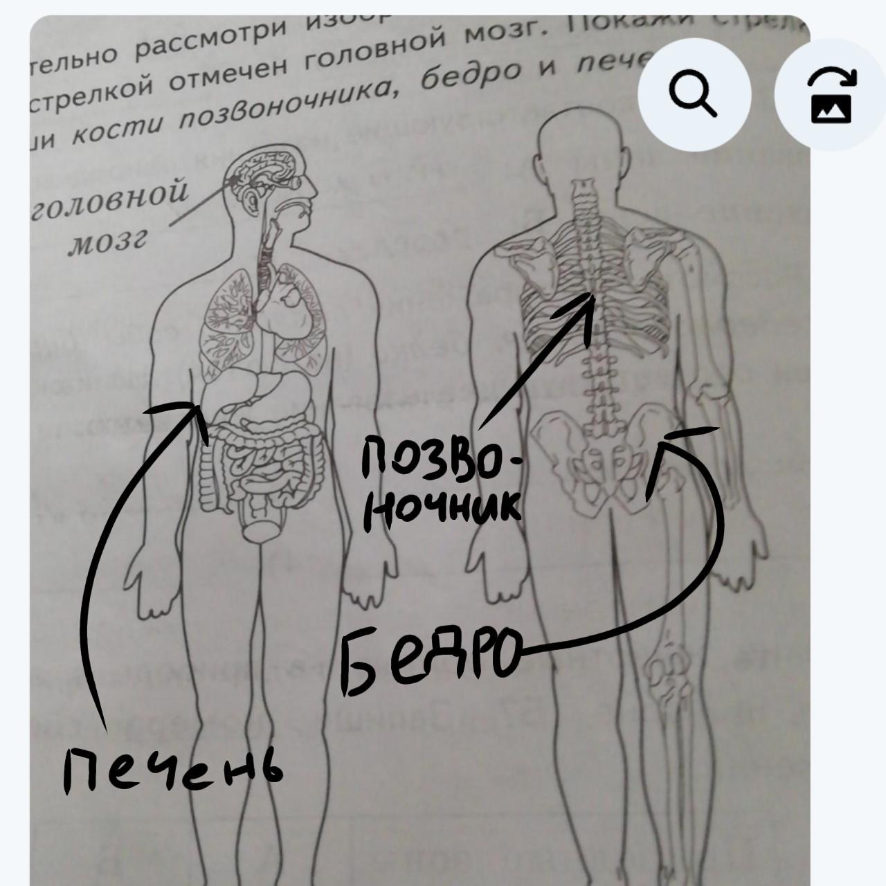 Бедро без хребта. Внимательно рассмотри изображение тела человека. Внимательно рассмотри тело человека. Рассмотри изображение человека покажи стрелками.