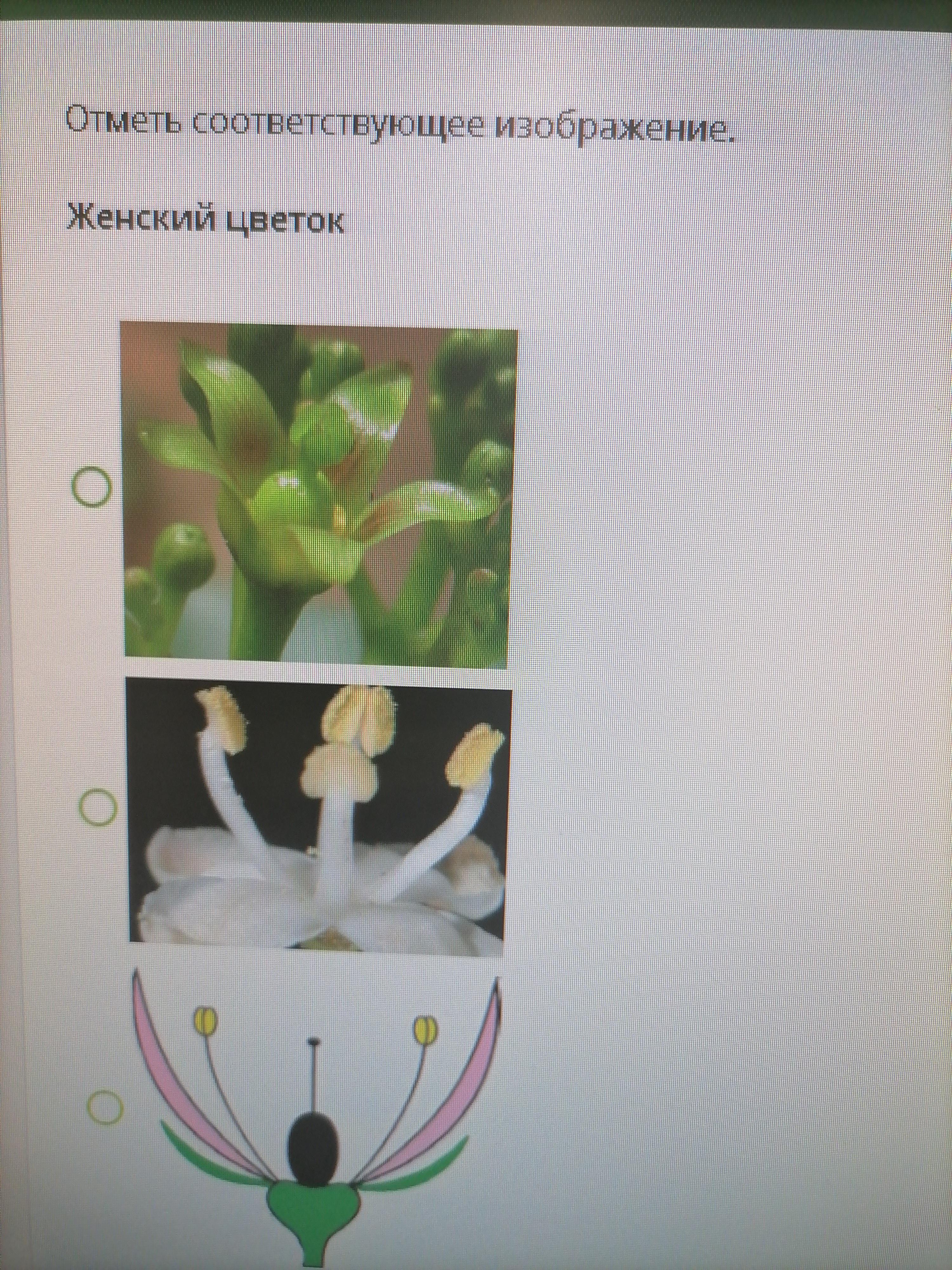 Отметить соответствовать. Отметь соответствующие изображения женский цветок. Отметьте соответствующие изображения женский цветок. Отметь соответствующее изображение. Обоеполый цветок. Отметить соответствующее изображение.