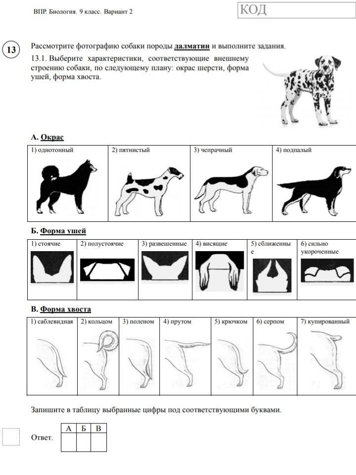 Кошка 13 задание огэ. Задания ВПР по биологии 7 класс. ВПР по биологии 7 класс задания и ответы. ВПР по биологии 7 класс про собак с ответами. ВПР по биологии 7 животные.