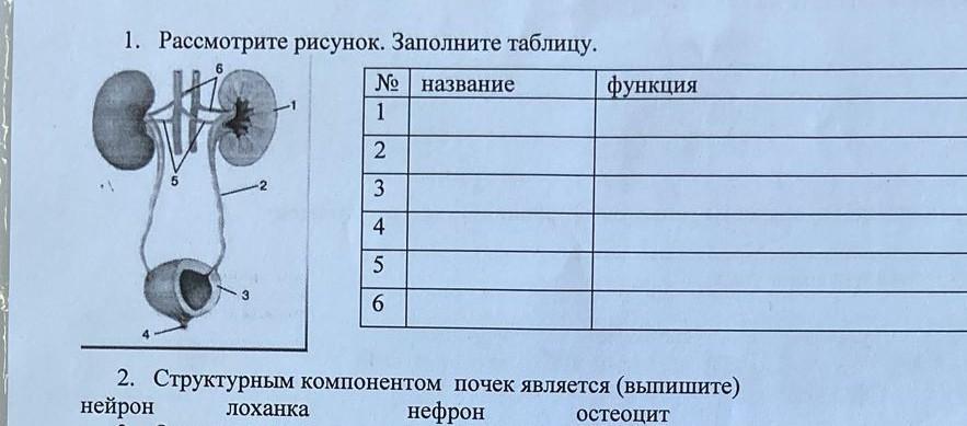 Рассмотрите рисунки выпишите номера рыб входящих в соответствующие отряды