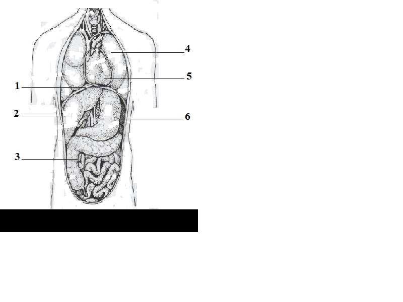 Рассмотрите рисунок изображающий внутренние органы человека