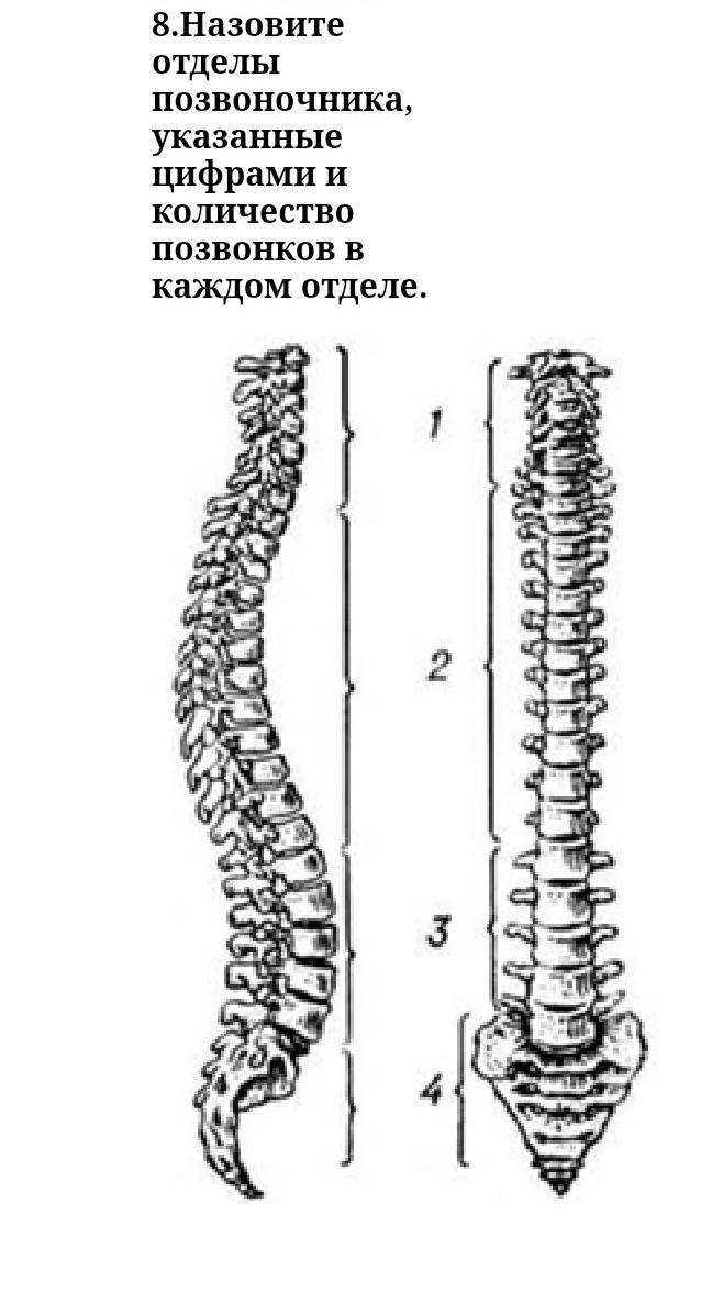 Позвонок l4. Позвоночный столб человека строение. Позвонки и позвоночный столб анатомия. Позвоночный столб отделы количество позвонков. Позвоночник человека строение по отделам.