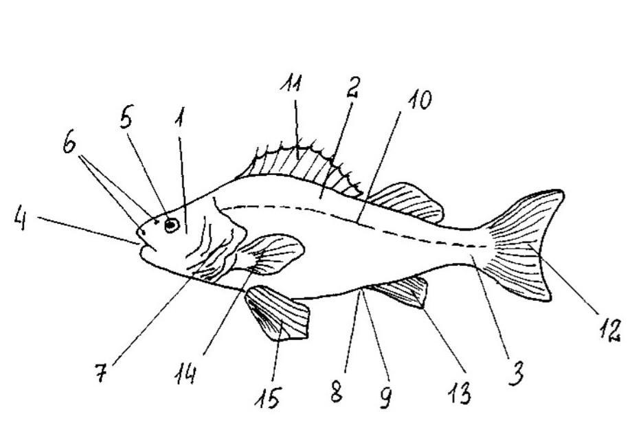 Зарисуйте схему внешнего строения рыбы подпишите основные части животного