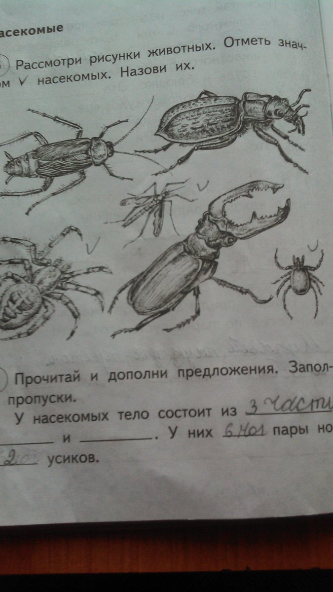 Рассмотрите рисунки 1 2 с изображением одомашненных насекомых как называют насекомое на рисунке 2