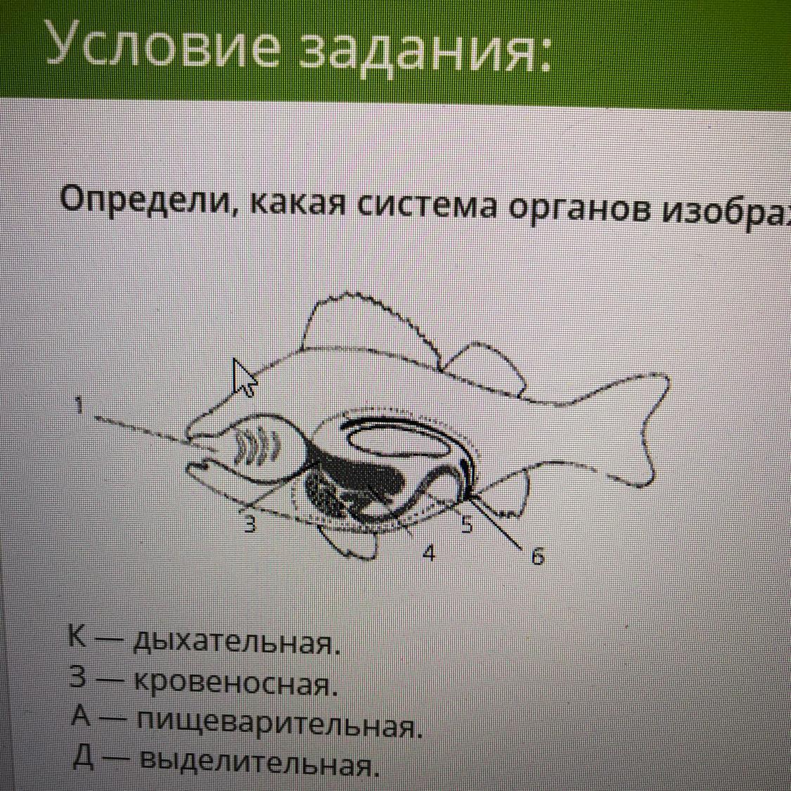 Рассмотрите изображенные на рисунках а и б пищеварительные системы животных какой буквой обозначена