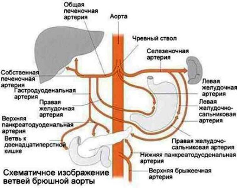 Брюшная аорта анатомия в картинках