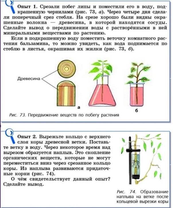 Какую задачу ставил валерий помещая растение и стакан с водным раствором йода в темный шкаф