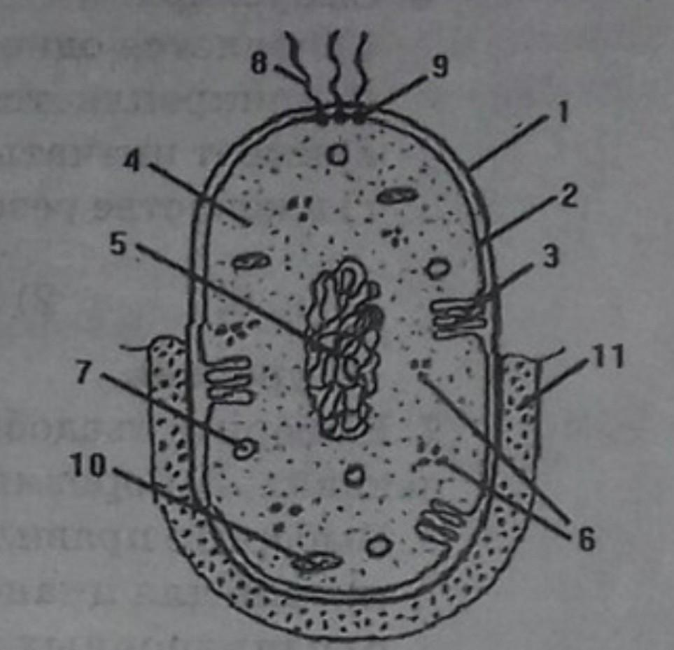 Что изображено на рисунке под цифрой 4 биология