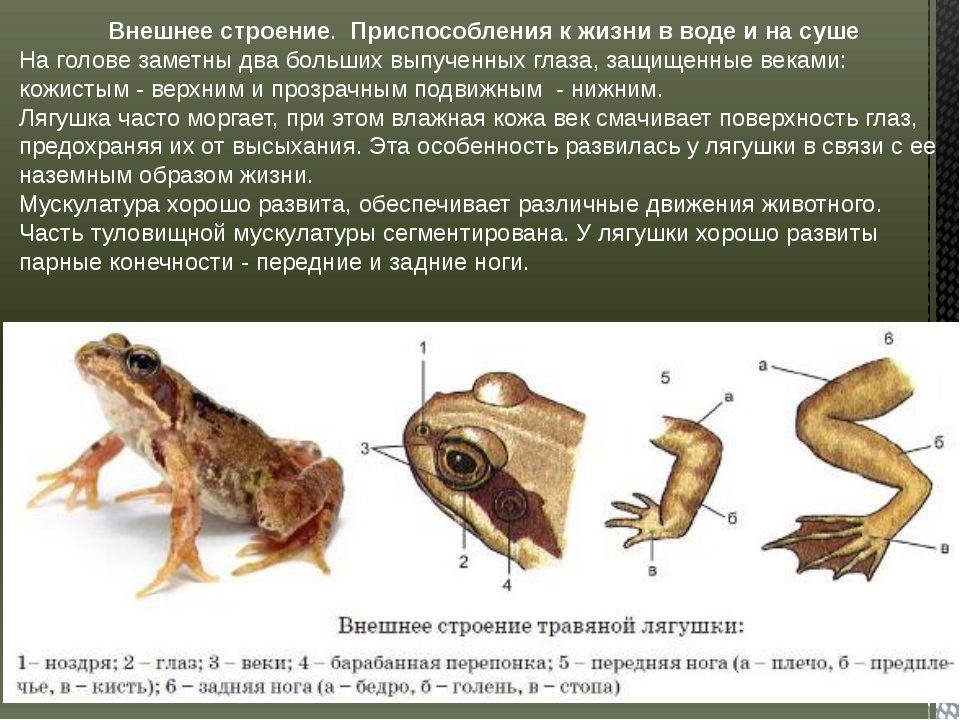 Строение головы лягушки рисунок с подписями