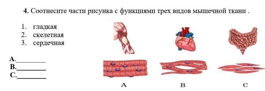 Соотнесите изображения с функцией которую они выполняли