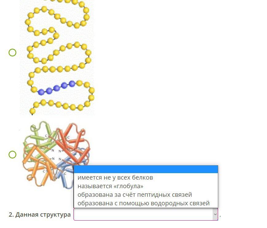 Отметь рисунок на котором представлена четвертичная структура белка