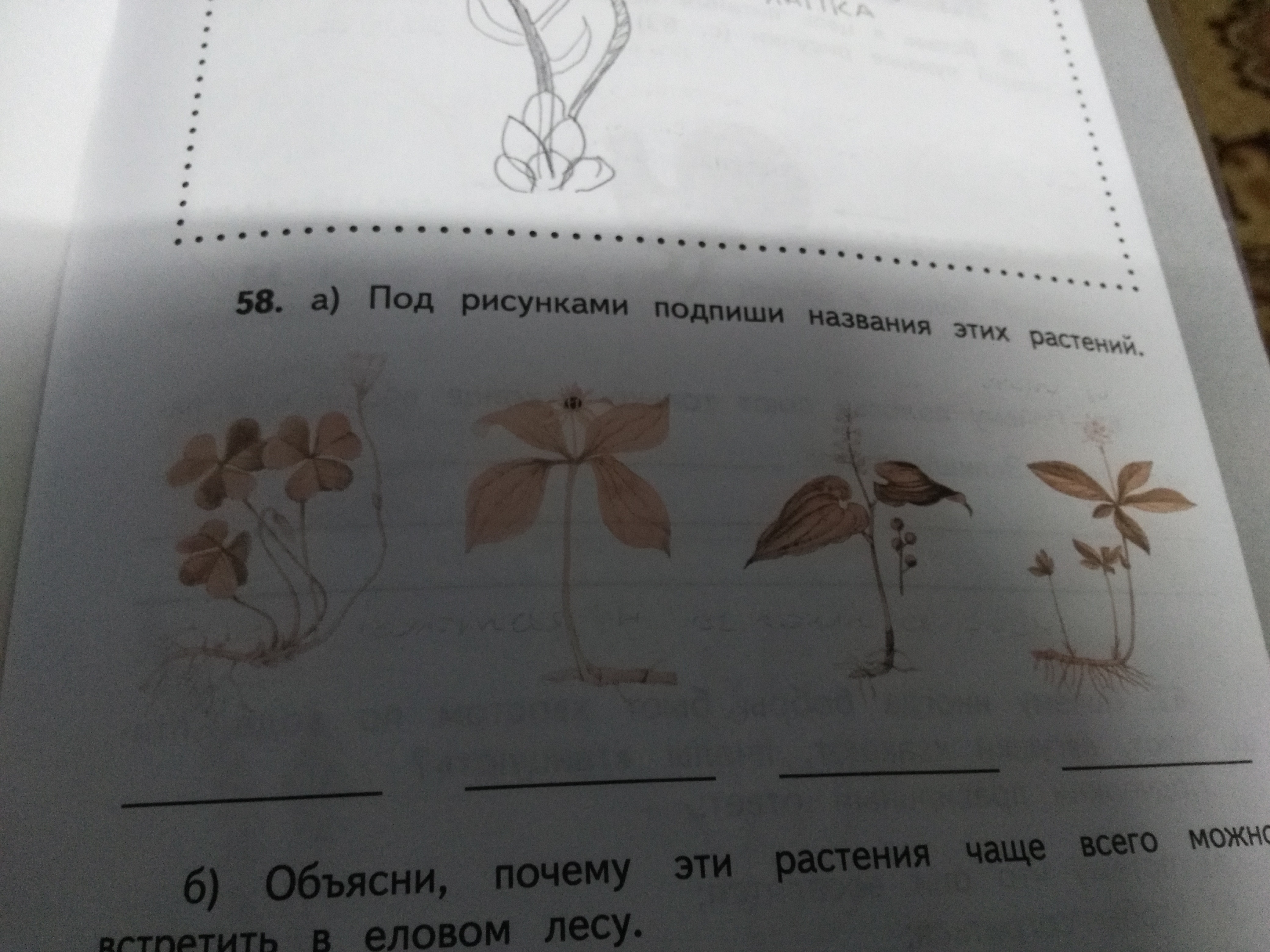 Подпиши названия цветов. Под рисунками Подпиши названия этих растений. Под рисунками Подпиши названия растений. Рисунки под названием. Определи эти растения Подпиши названия растений.