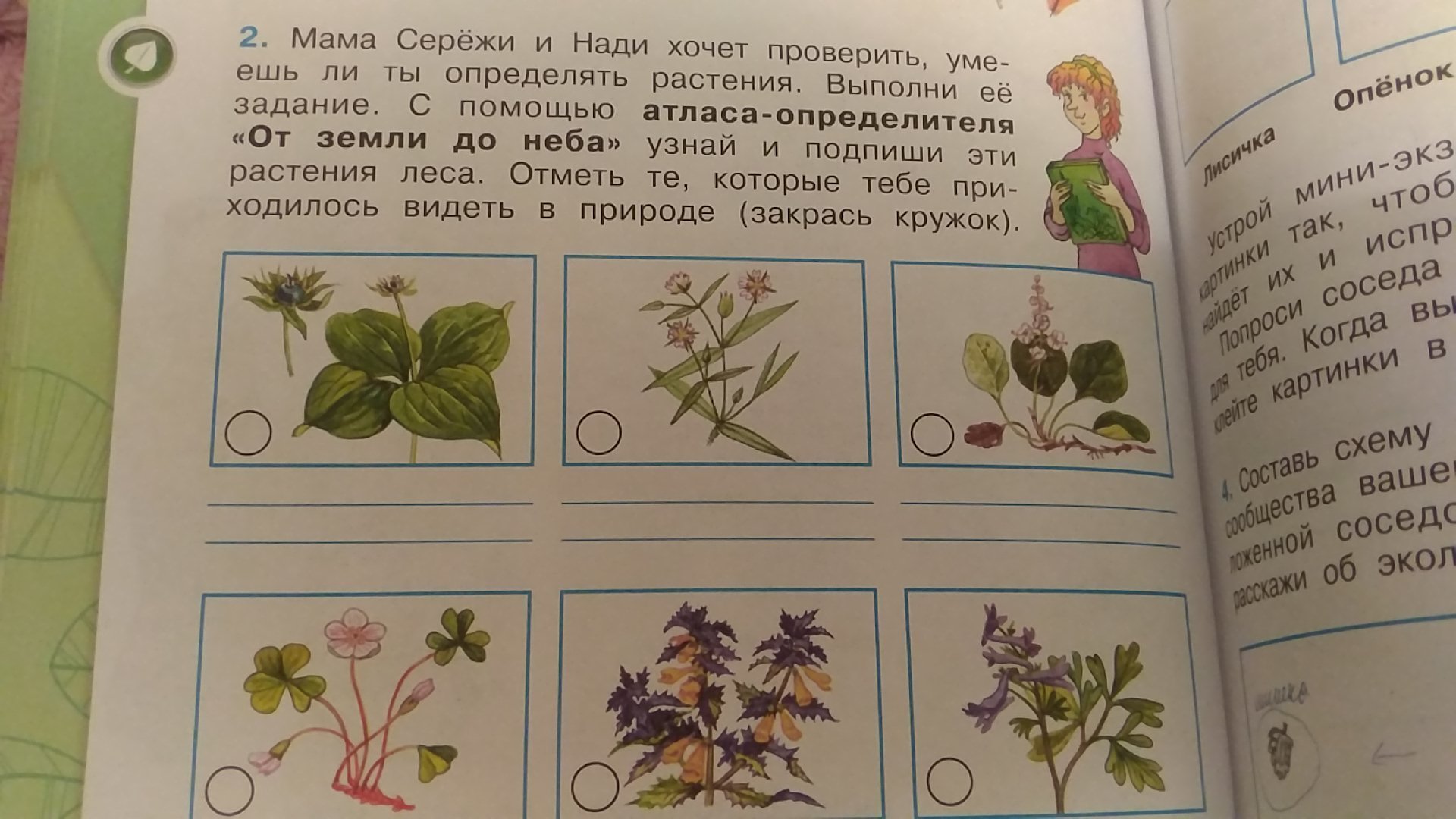 Окружающий мир 3 страница 76. Атлас определитель. Атлас определитель растения леса. Атлас определитель 4 класс растения леса. Атлас от земли до неба растения леса.