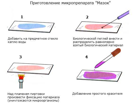 Опыт бухнера микробиология рисунок