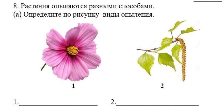 Рассмотрите рисунок определите какой способ опыления характерен для растения с цветком такого типа