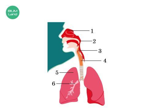 На рисунке изображены органы дыхания
