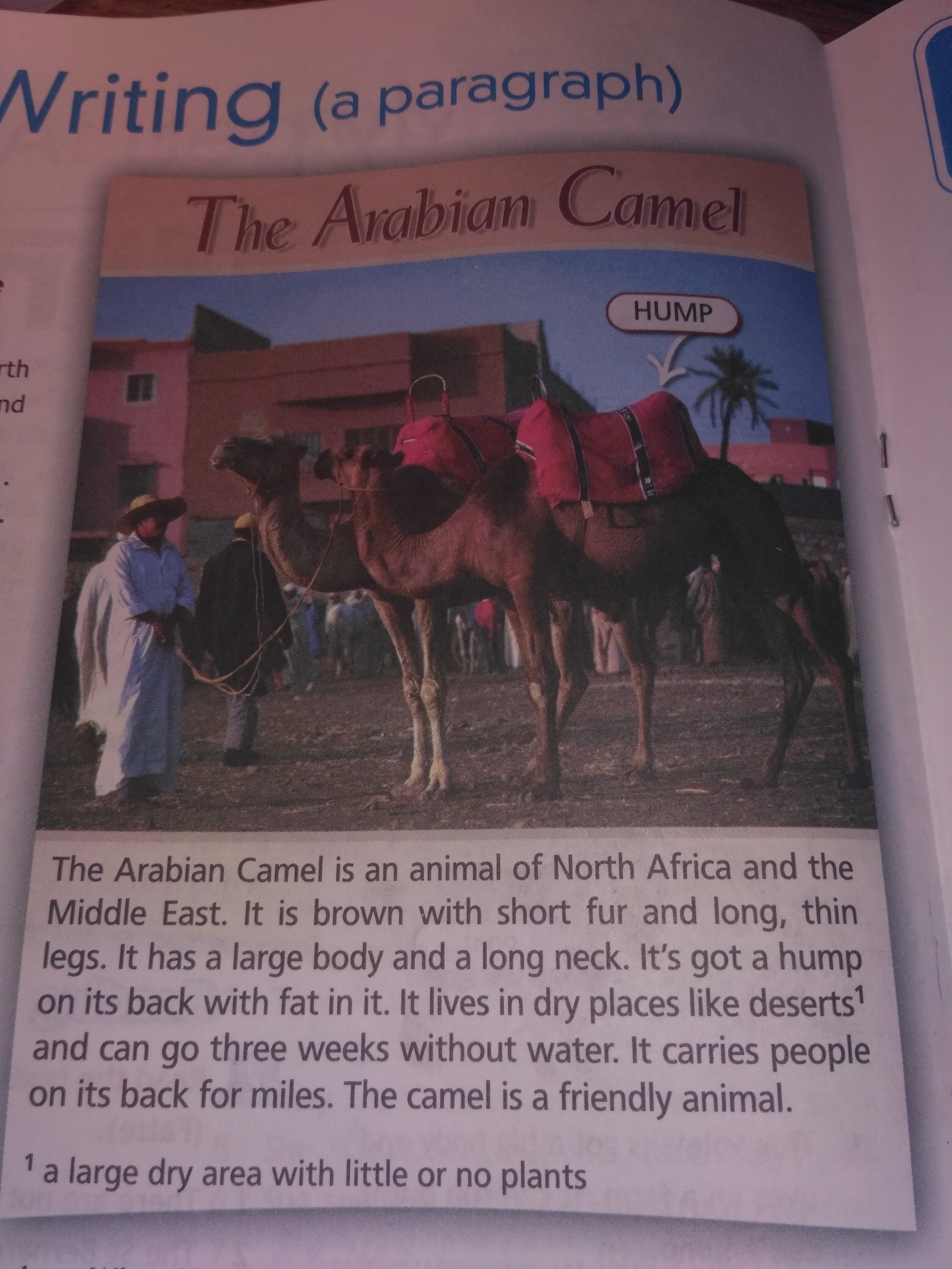 The arabian camel lives in