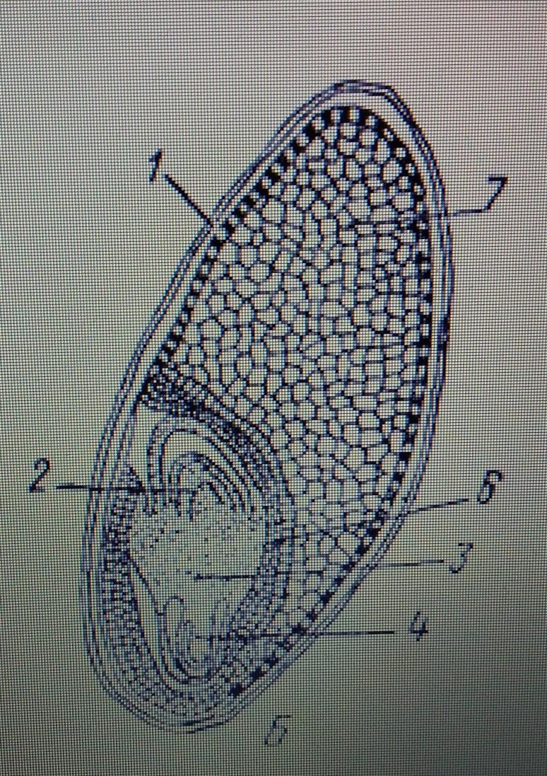 Рассмотрите рисунок семени какая структура обозначена на рисунке цифрой