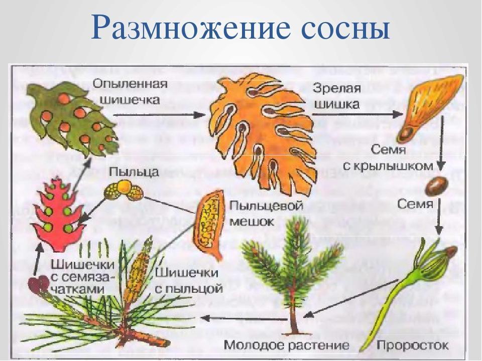 Процесс размножения сосны зарисуйте схему жизненного цикла