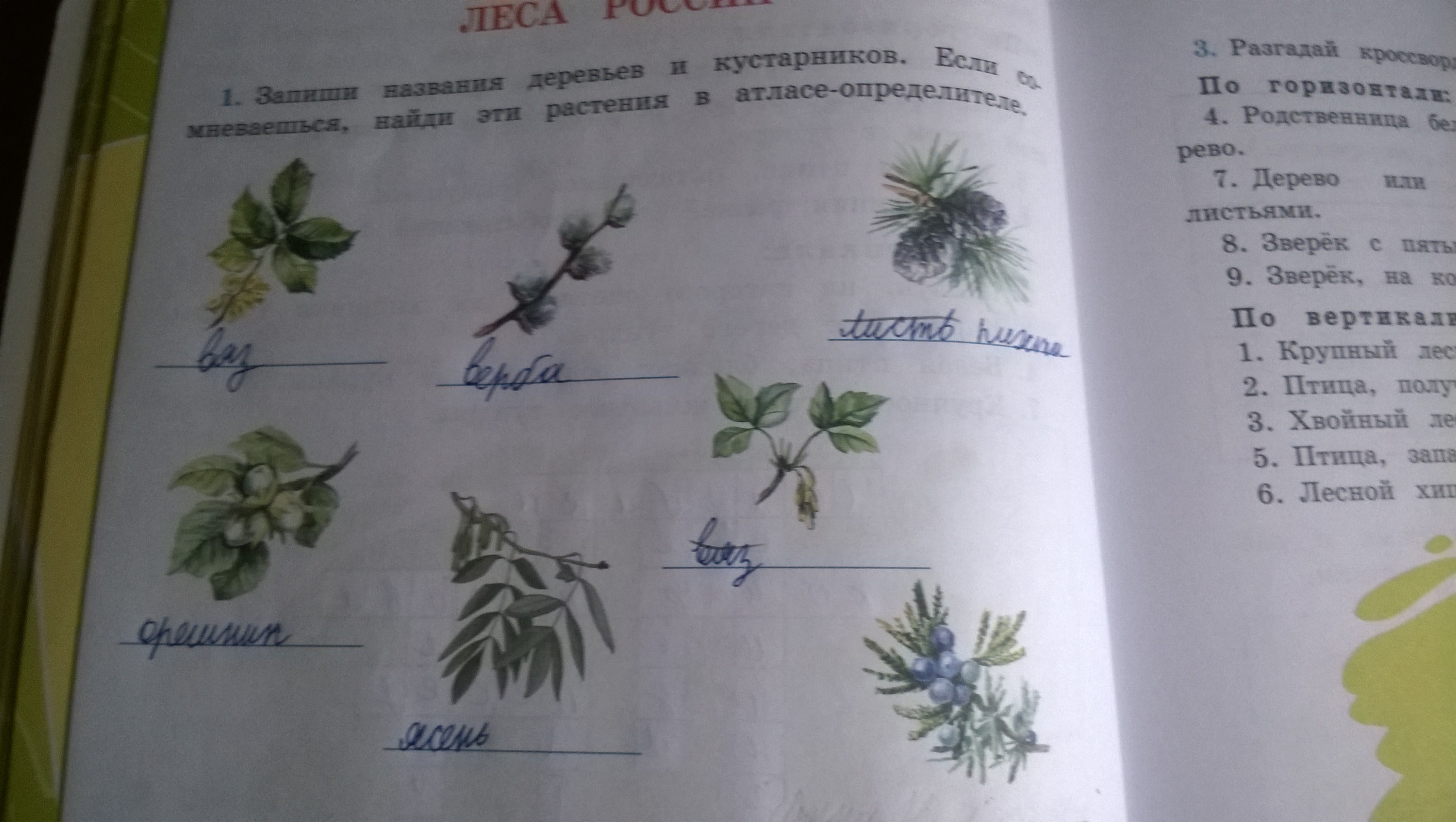 Запиши названия растений. Атлас определитель деревьев 1 класс. Атлас определитель деревьев и кустарников 2 класс. Атлас определитель деревьев и кустарников по плодам. Запиши названия деревьев и кустарников.