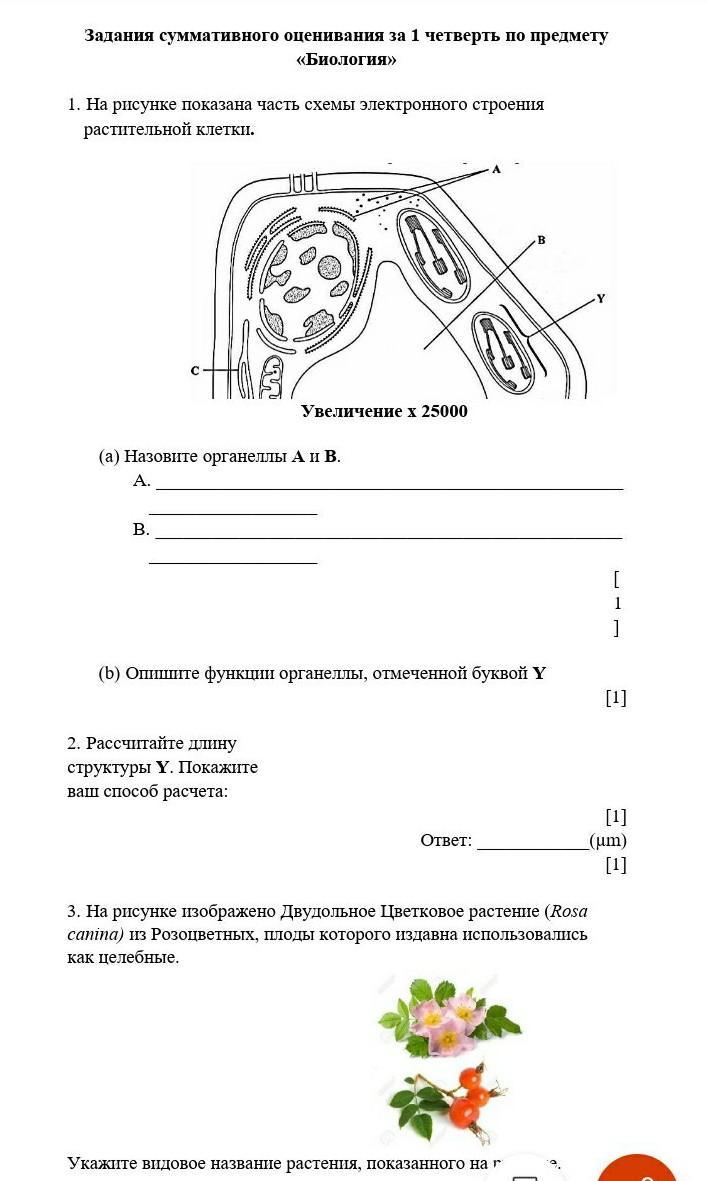 На рисунке буквой y обозначена составная часть клетки функцией которой является