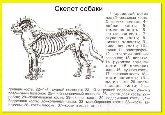 Какой признак характерен для животного чей скелет изображен на рисунке