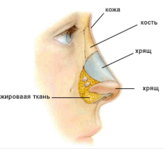 Хрящи в носу схема