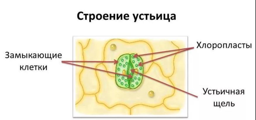 К какой ткани относятся изображенные на рисунке клетки одуванчика