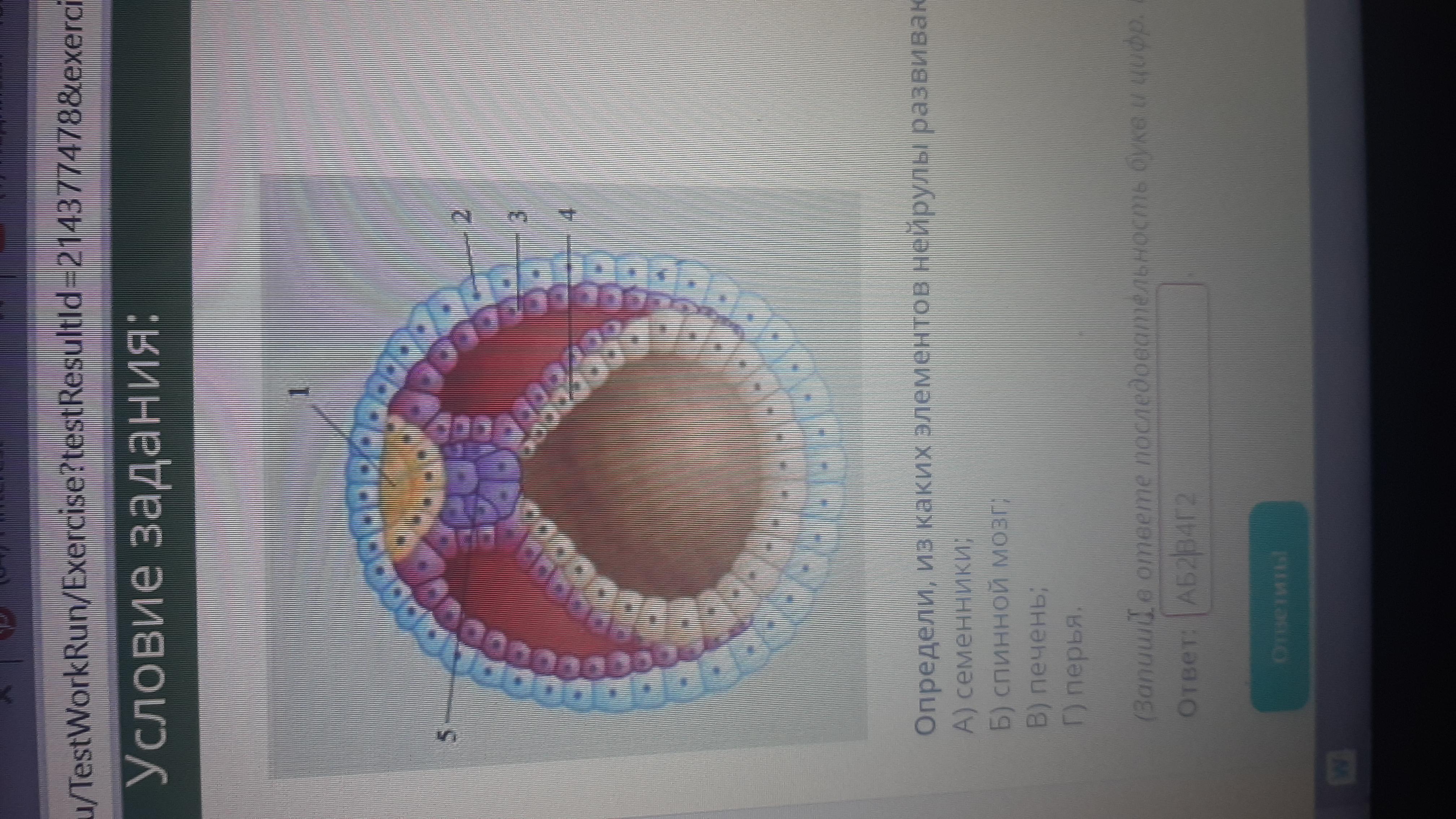 Бластула гаструла нейрула таблица. Железы в элементах нейрулы. Череп из каких элементов нейрулы. Череп из каких элементов нейрулы. Нейрула строение.