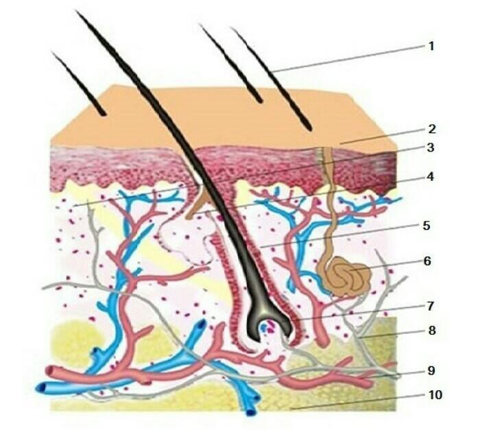 Выберите 3 верно обозначенные подписи к рисунку на котором изображено строение кожи человека