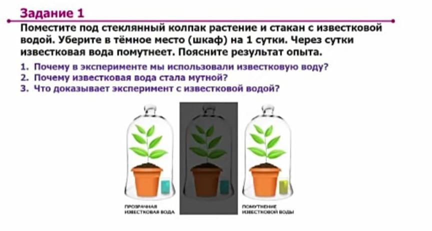 Какую задачу ставил валерий помещая растение и стакан с водным раствором йода в темный шкаф