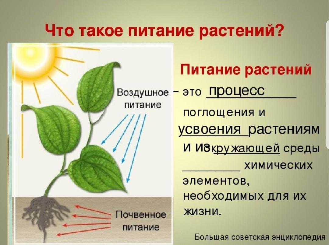 Факторы, влияющие на эффективность применения сульфата калия