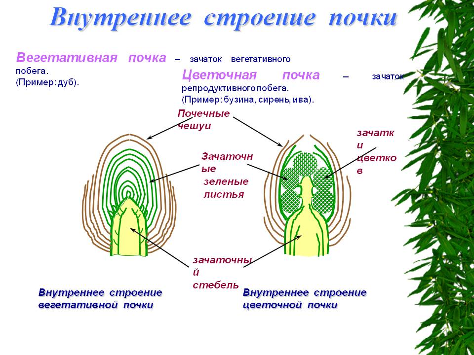 Строение генеративной почки рисунок