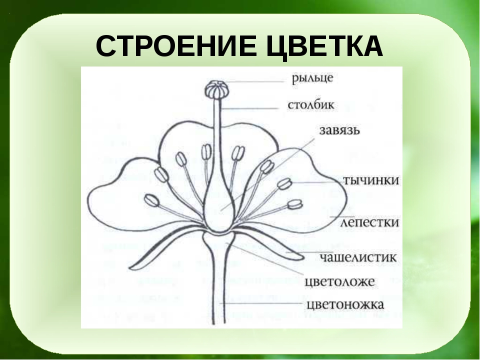 На рисунке стрелкой обозначен лепесток чашелистик пестик пыльник