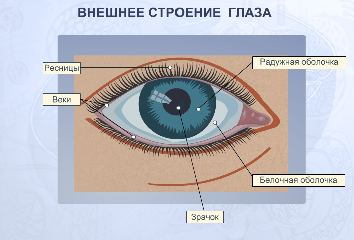 Рисунок части глаза