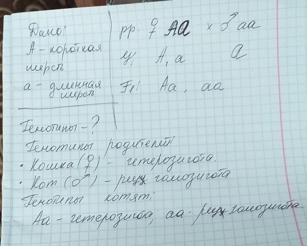 Длинная шерсть у кошек рецессивная по отношению. У кошек короткая шерсть доминирует над длинной. Длинная шерсть у кошек рецессивна по отношению. Длина короткая шерсть длинная шерсть. Длинная шерсть у кошек рецессивный признак.