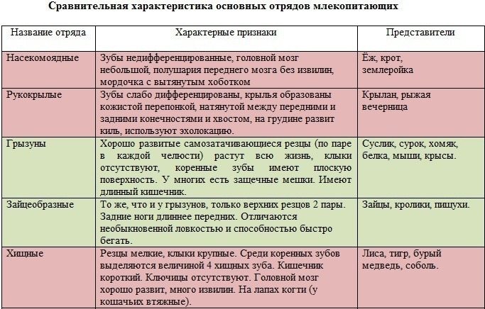 Сравнительная таблица млекопитающих. Класс млекопитающие общая характеристика таблица. Характеристика отрядов млекопитающих таблица 7 класс. Таблица по биологии 7 класс отряды млекопитающих. Таблица «характеристика отрядов класса млекопитающих».