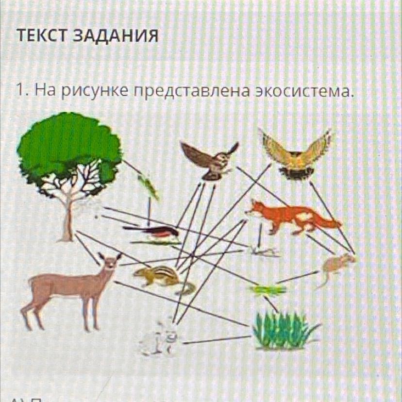 На рисунке представлена пищевая цепь. Пищевая цепь 5 звеньев. 5 Цепи питания с 5 звеньями. Цепь питания из 5 звеньев. Пищевая цепочка в области ВЫСОТНОЙ поясности.