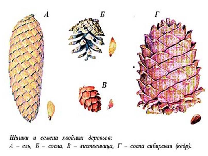 Семена ели и сосны. Форма семенной чешуйки шишки сосны. Форма чешуек шишки сосны обыкновенной. Шишки сосны шишки лиственницы. Форма чешуек шишки лиственницы.