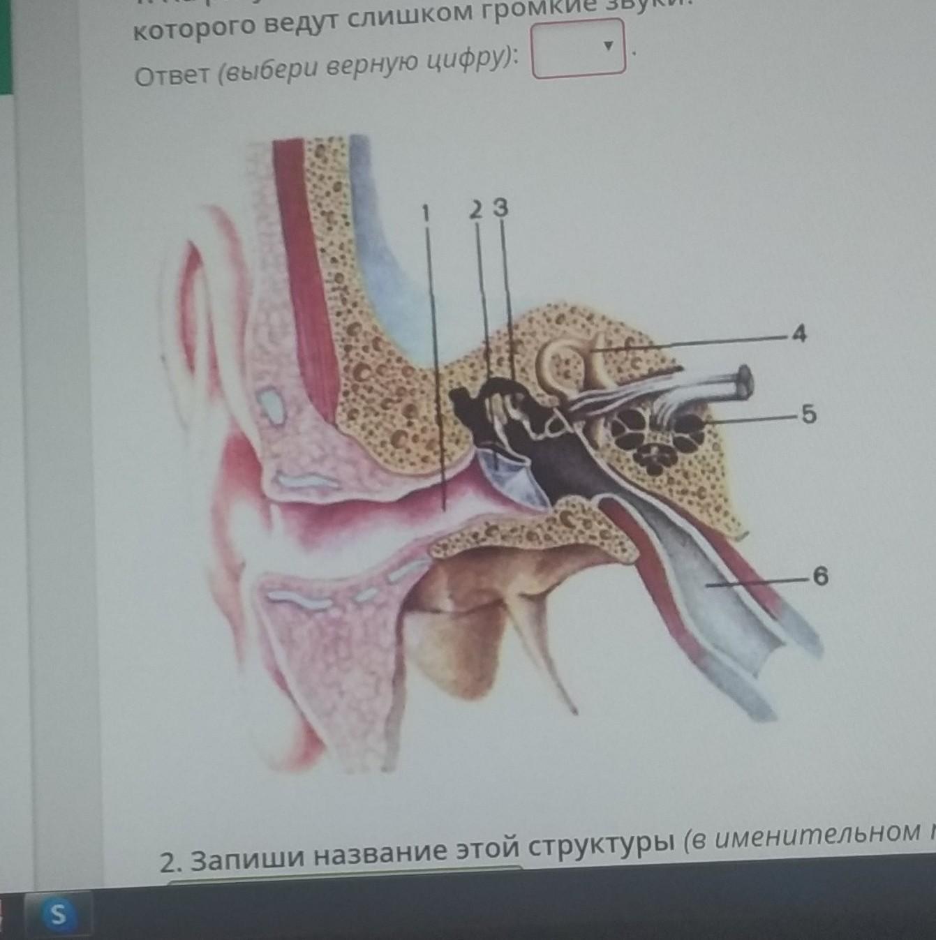 Отметь характеристики части органа слуха обозначенной на рисунке цифрой