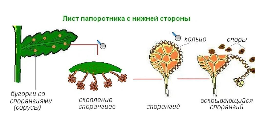 Споры листьев. Спорангий папоротника набор. Спорангий папоротника схема. Споры в спорангиях. Споры папоротника образуются.